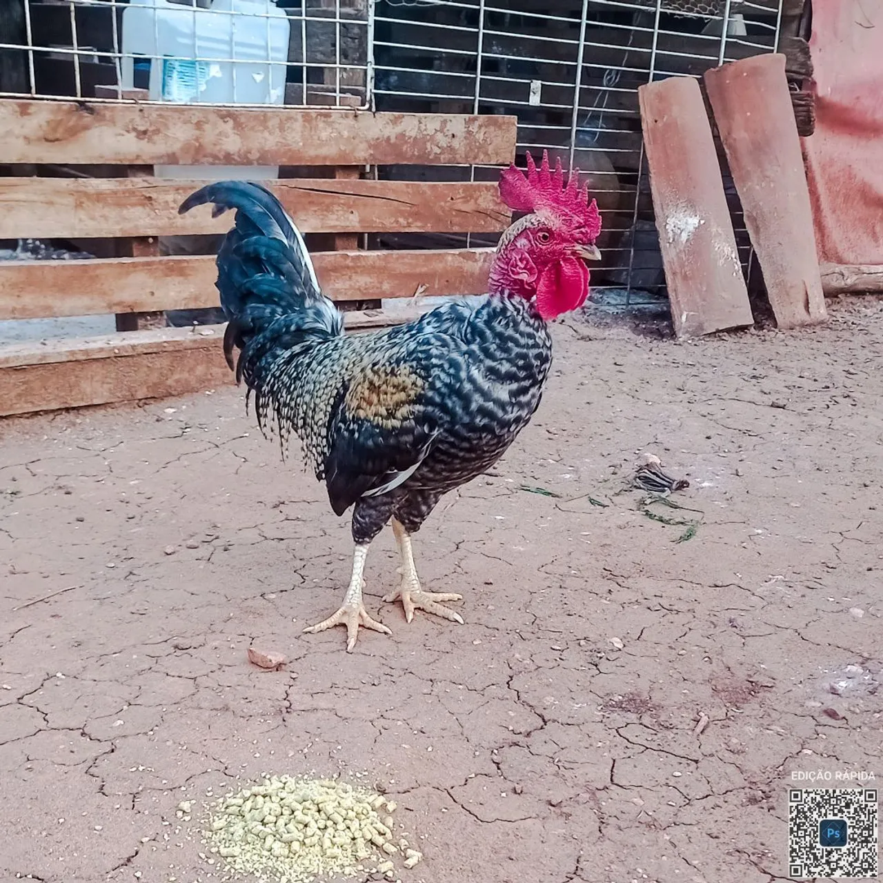 Galo Garnize