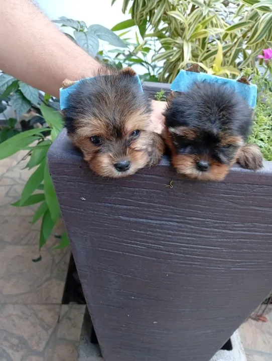 Lindos filhotes de Yorkshire, bebês