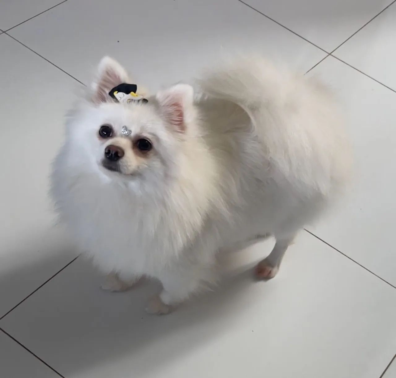 Machinho Lulu da Pomerânia com Pedigree (Opcional) - Foto 3