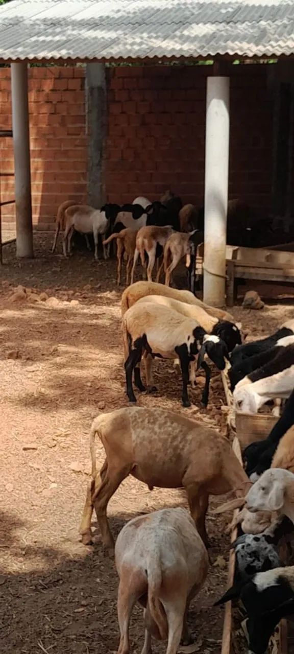 VENDE-SE Carneiros - vivo ou abatido - Foto 5