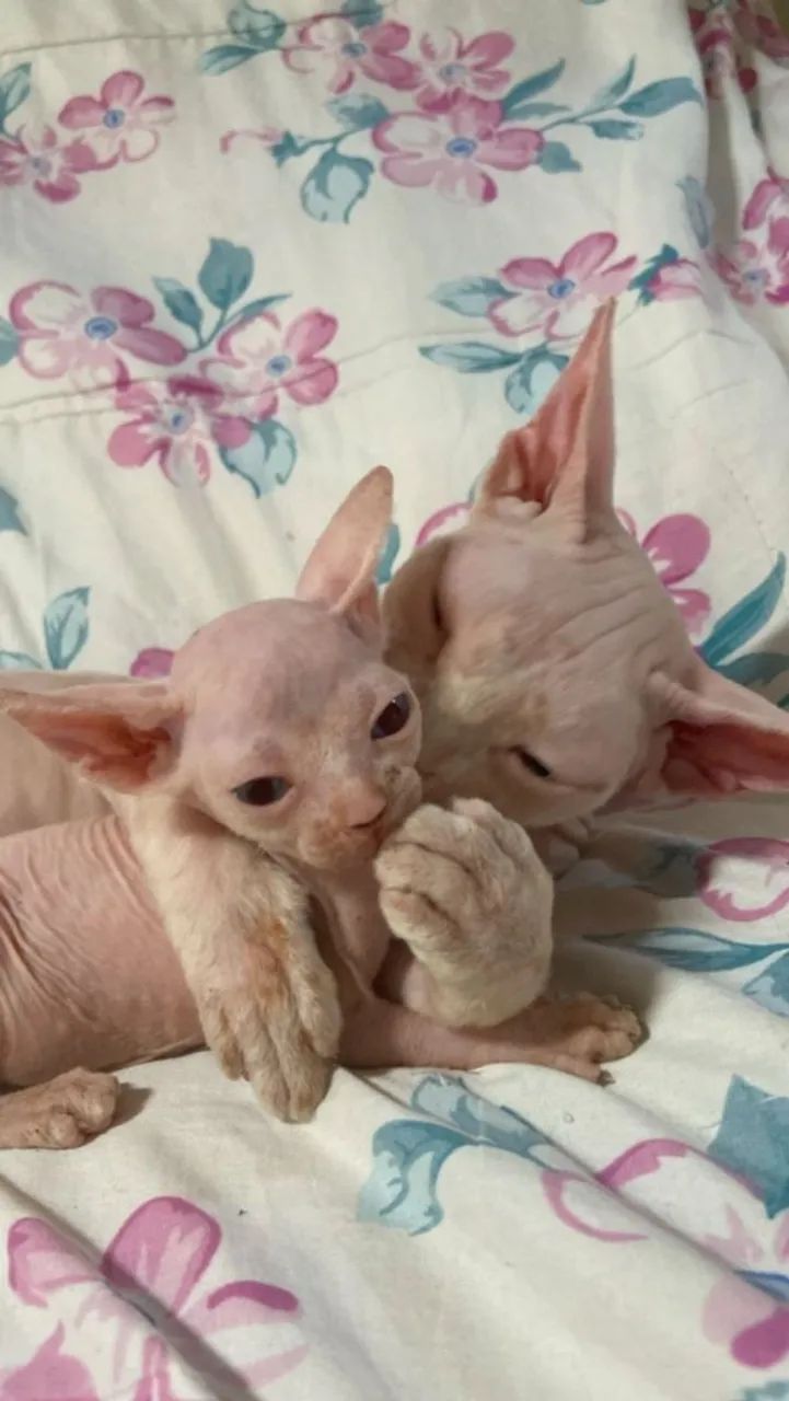Sphynx, o gatinho peladinho, temos várias cores  - Foto 2