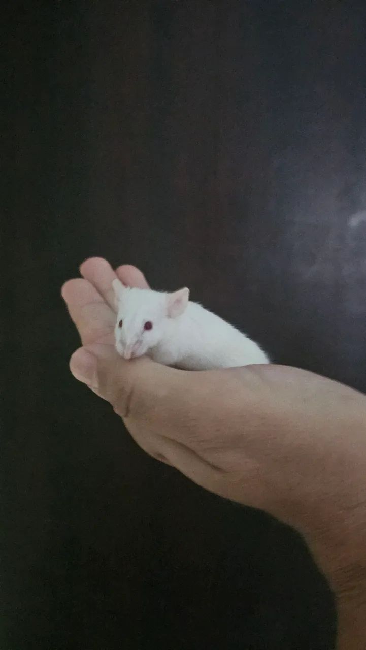 Camundongo/ratos, para pet ou alimentação - Foto 2