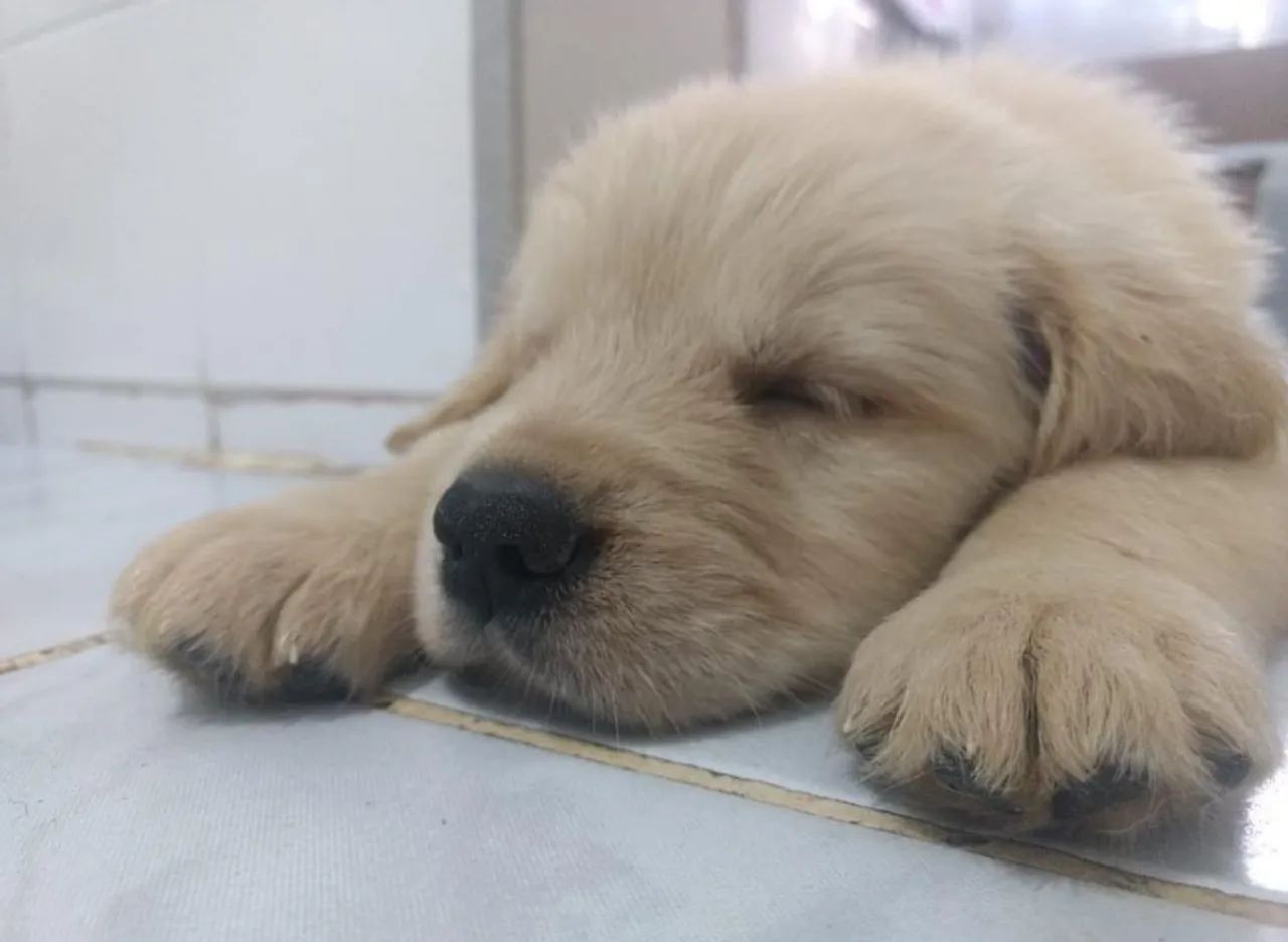 DOAÇÃO - GOLDEN RETRIEVER 7 meses - Foto 3