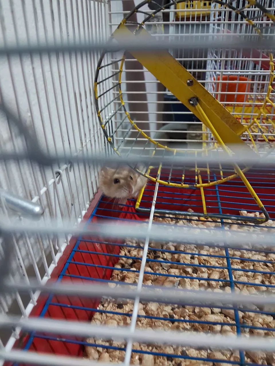 Hamster anão russo  - Foto 5