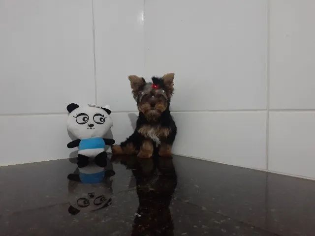 Yorkshire Mini =]