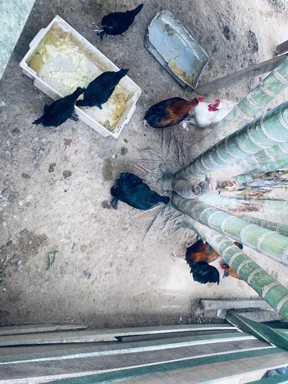 Gansos e galinhas para vender logo  - Foto 2