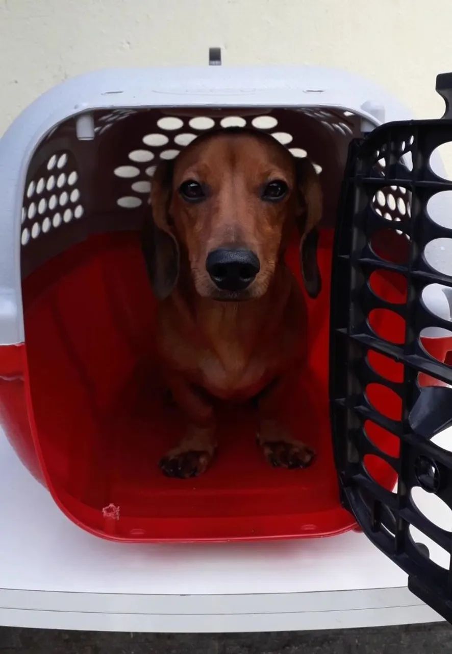 Caixa para transporte de pet - Foto 5