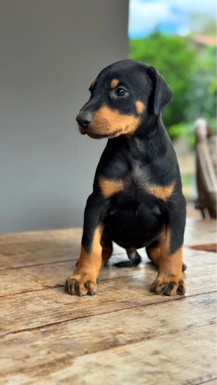 Dobermans machos e fêmeas 