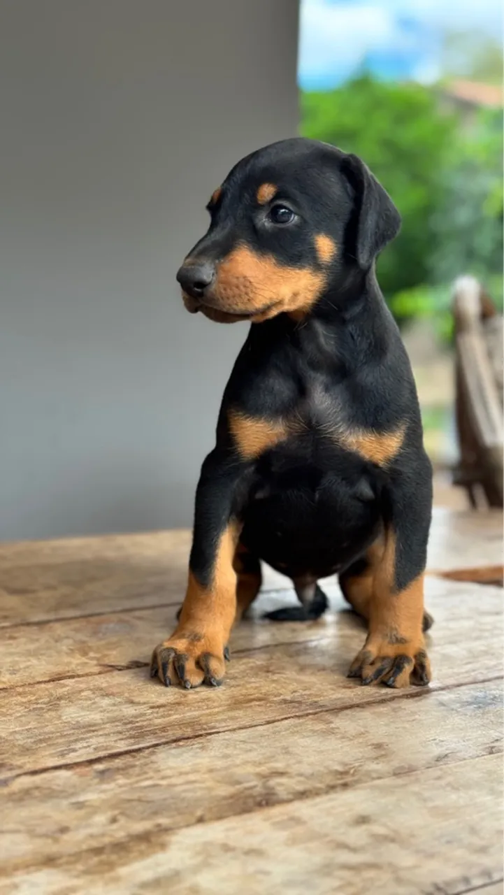 Dobermans machos e fêmeas