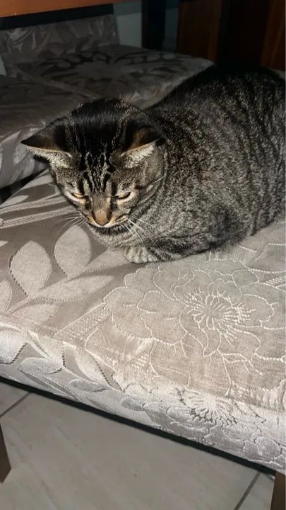 Doação de gata - Foto 4