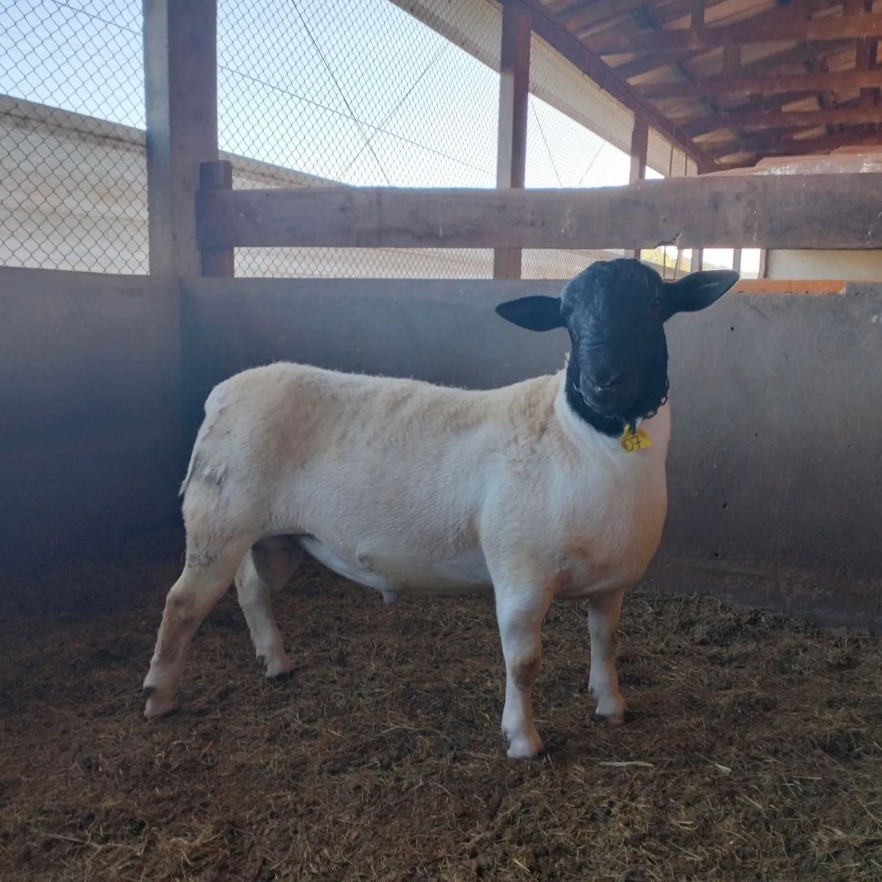 Vende-se Reprodutores, ovelhas e Consultoria e projetos - Foto 6