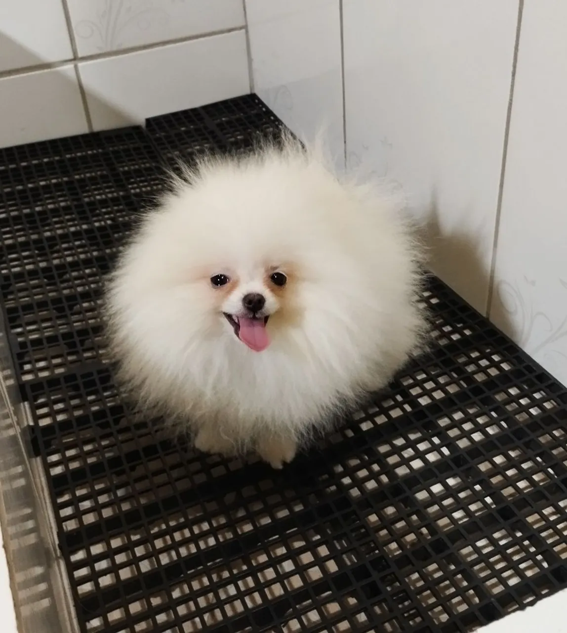 Filhote de Spitz Alemão  