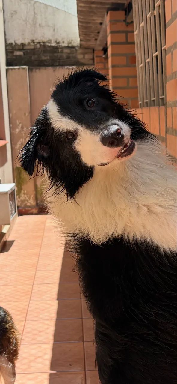Border collie filhote 