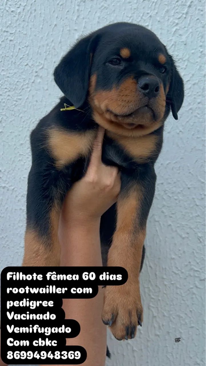 Filhote Rottweiler Fêmea 60 dias 2.000