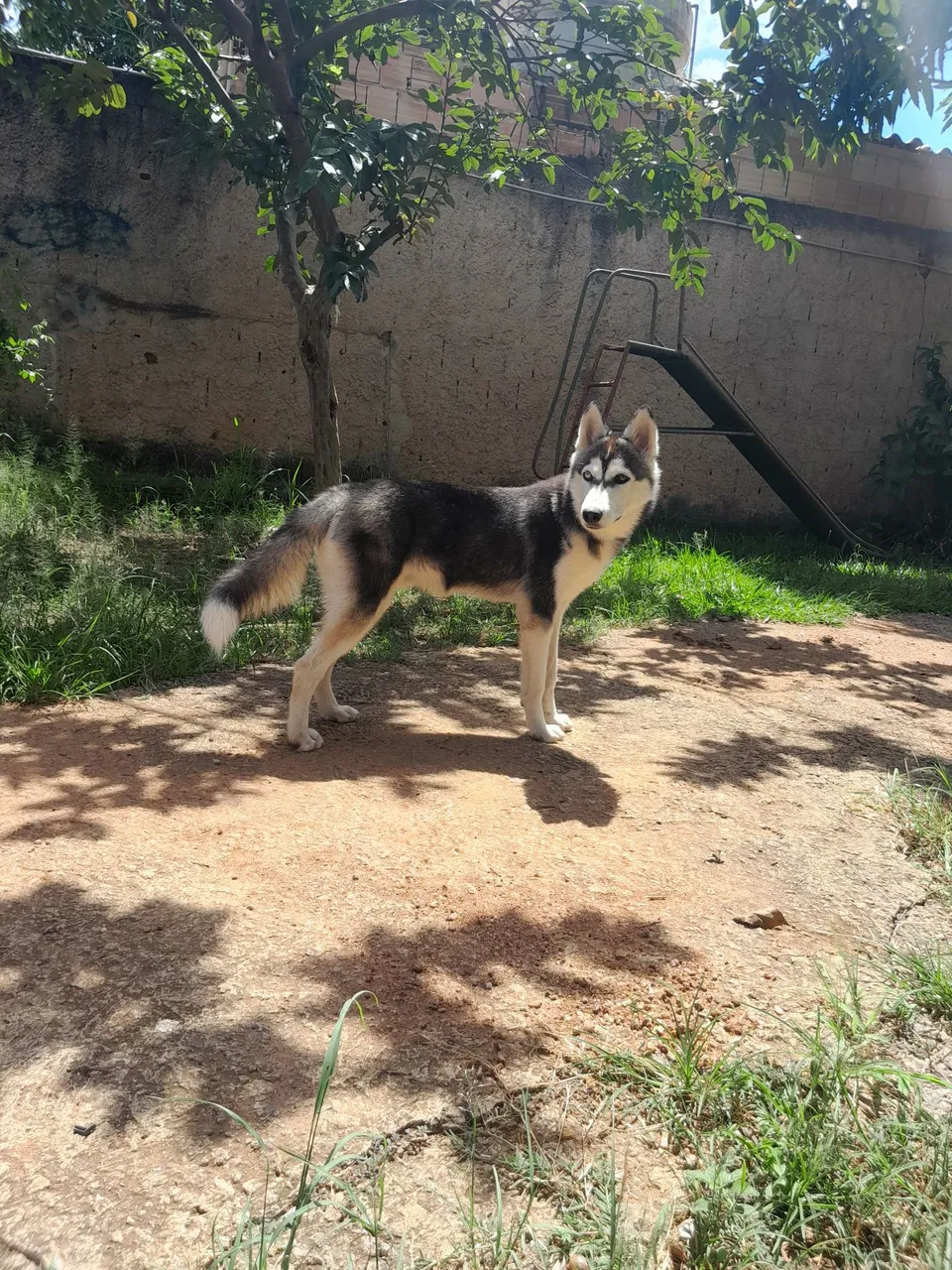 Husky siberiano 1 ano de idade