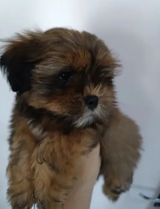 Yorkshire com poodle whats (85) 99714.3567