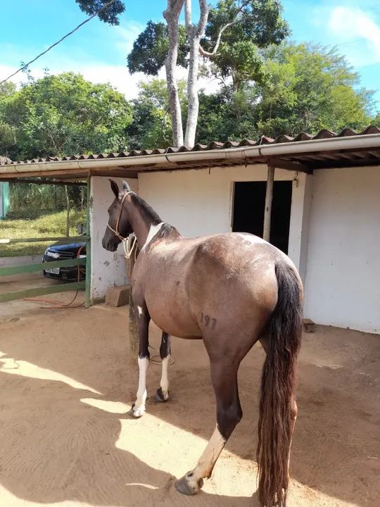 Égua Mangalarga Pampa de Preto, Marcha Batida, Registrada. - Foto 5