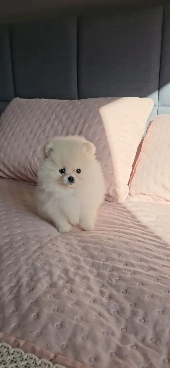 Filhote de Spitz Alemão urso - Uma bolinha de pelo de fofura!