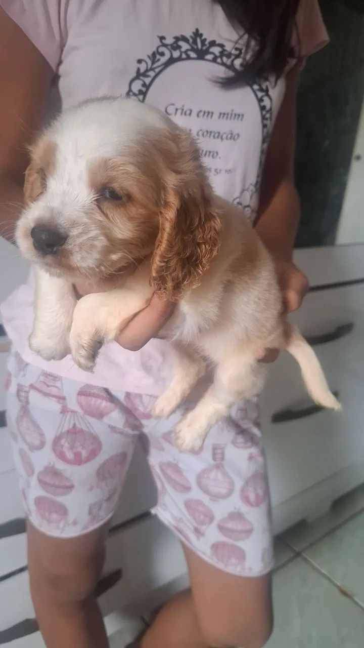 Cocker Spaniel - Foto 2