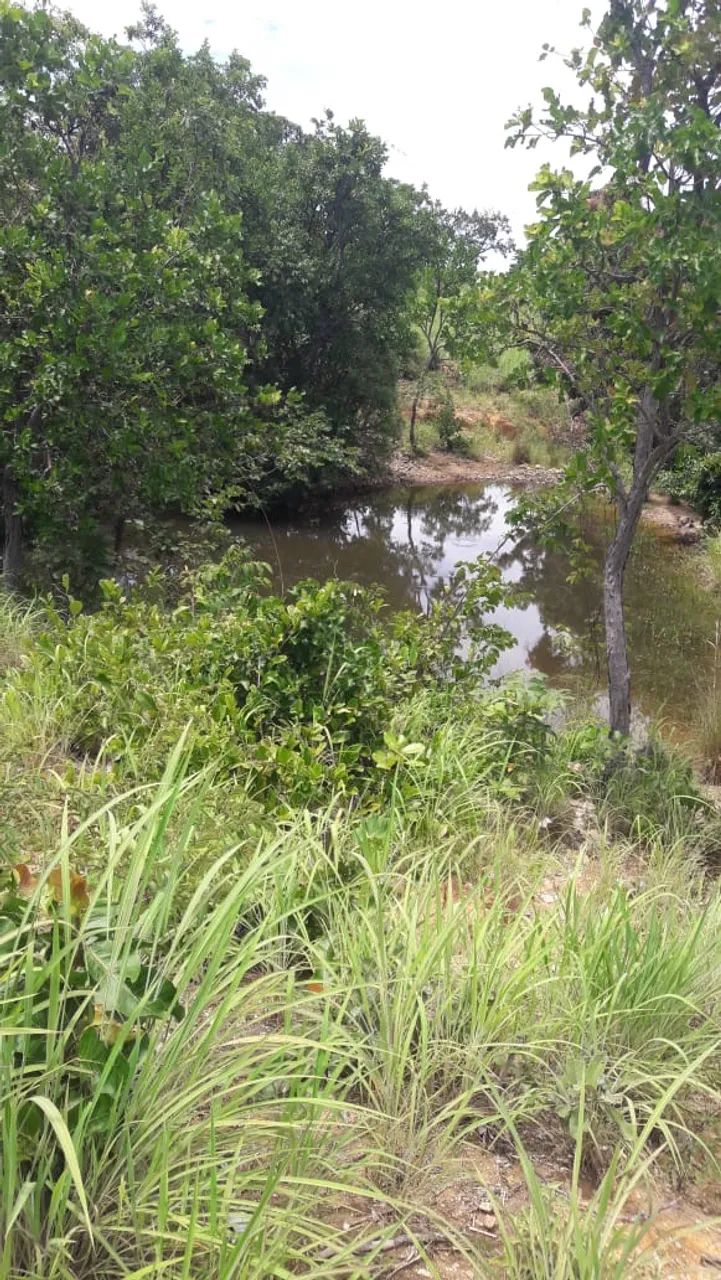 FAZENDA 43,5 ALQ  - Foto 4