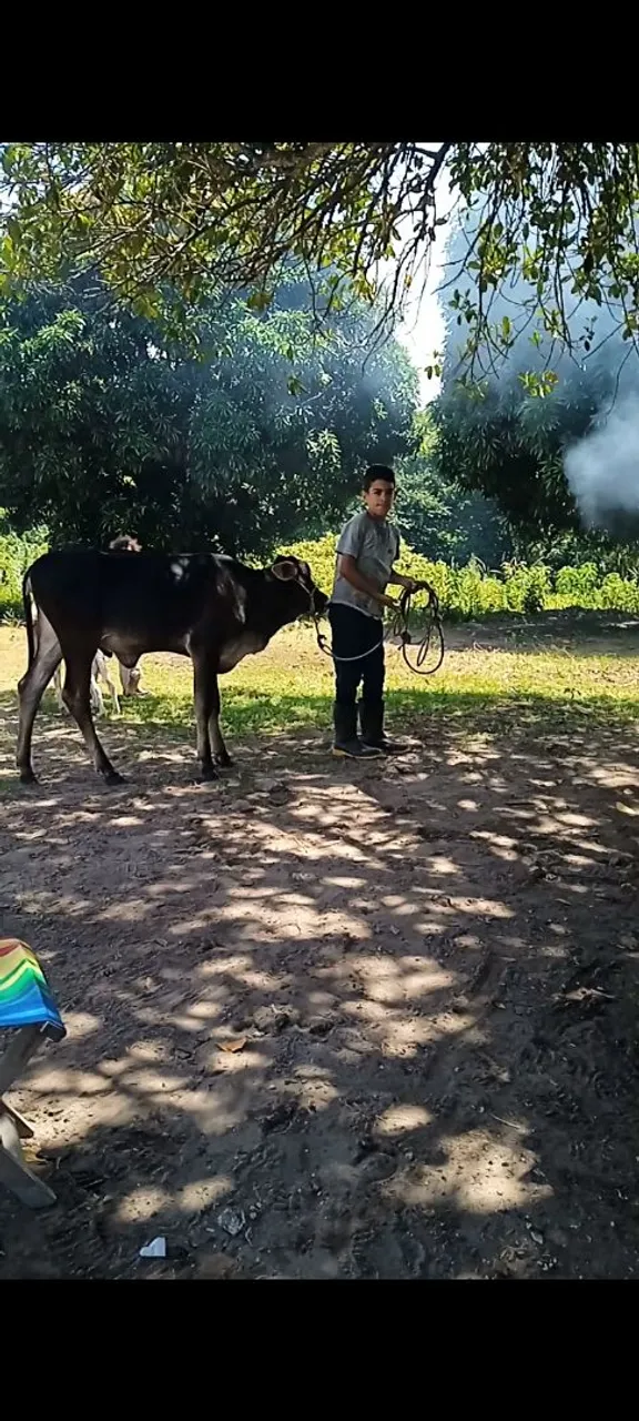 Bezerro para criação