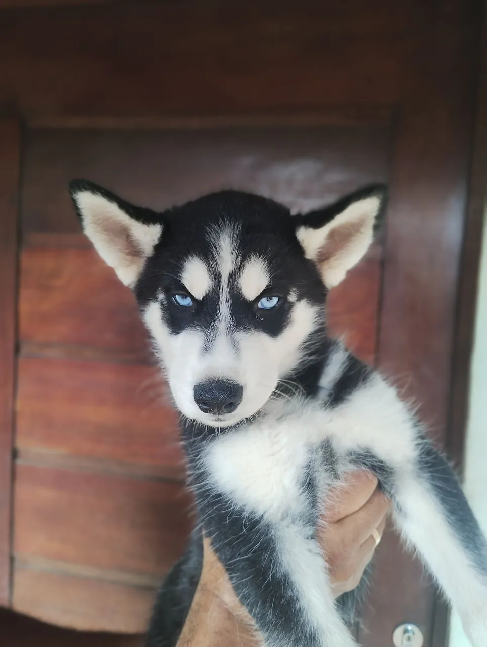 Filhote de Husky Siberiano - Olhos Azuis Incríveis!