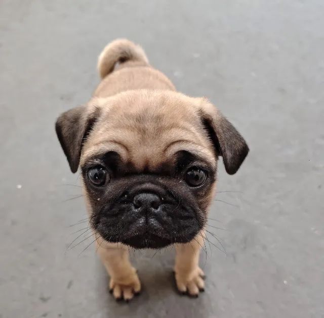 Pug ótimos filhotes 