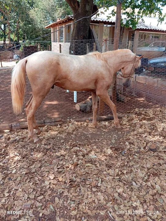 Potro mangalarga marchador. - Foto 4