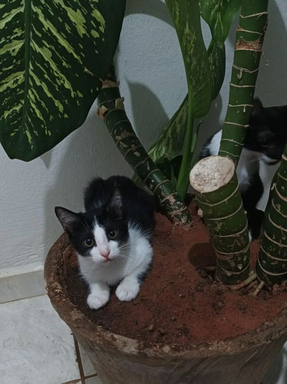 Gatinha preto e branco disponível para adoção - Foto 4