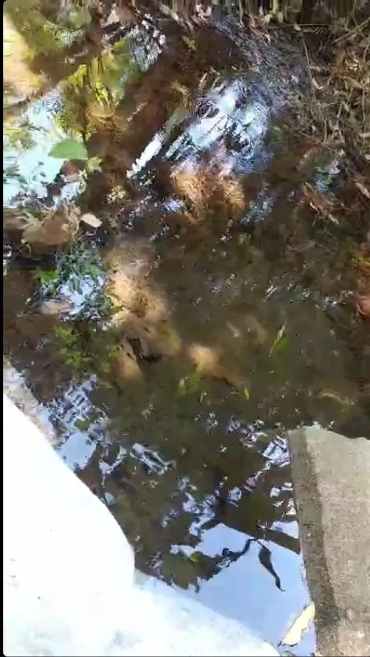 CHACARA 2 ALQUEIRES (96,8 MIL M²)UMA MORADA CORREGO E MINA D"AGUA  PERENE TODO ANO - Foto 6