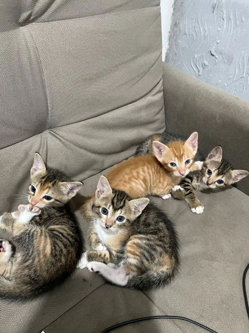 Gatinhas para adoção - Foto 2