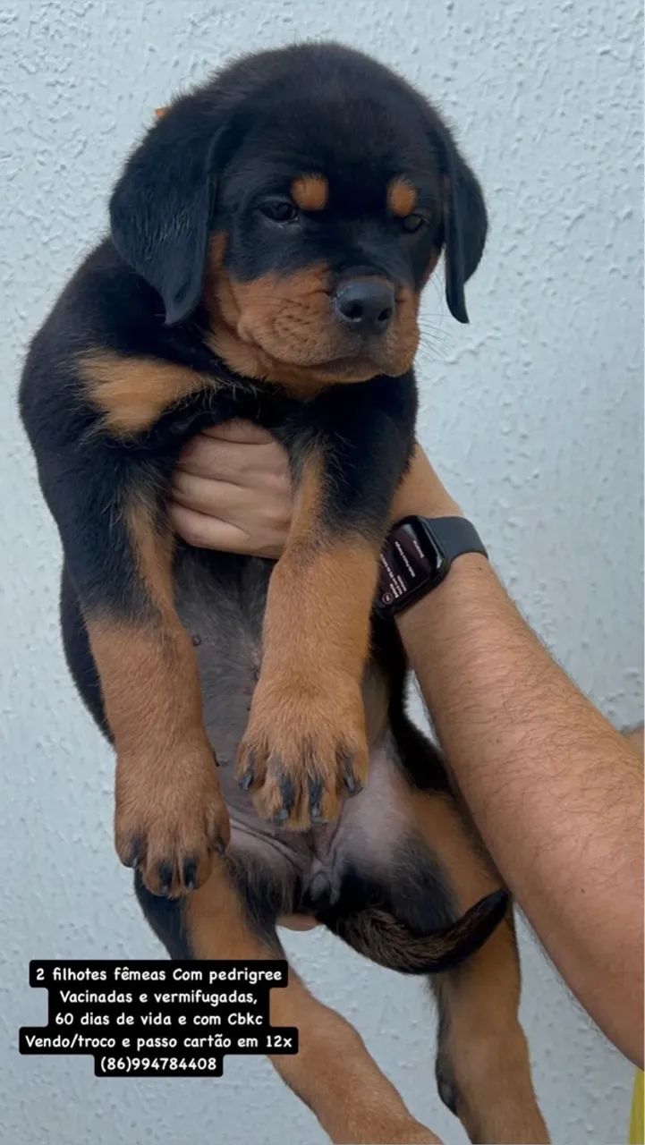 Filhote Rottweiler Fêmea 60 dias 2.000 - Foto 4