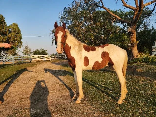 Potro Paint Horse - Foto 4