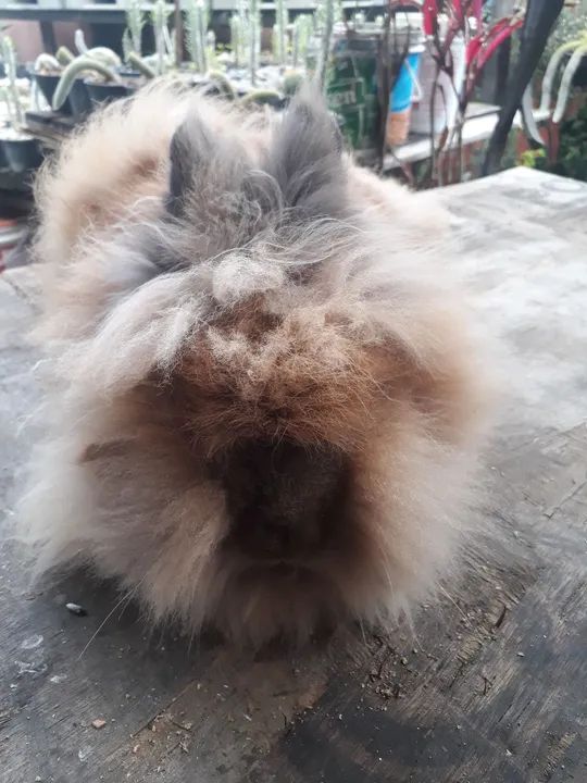 Coelho Lion Head  Raça pura  São bem peludos - Foto 3