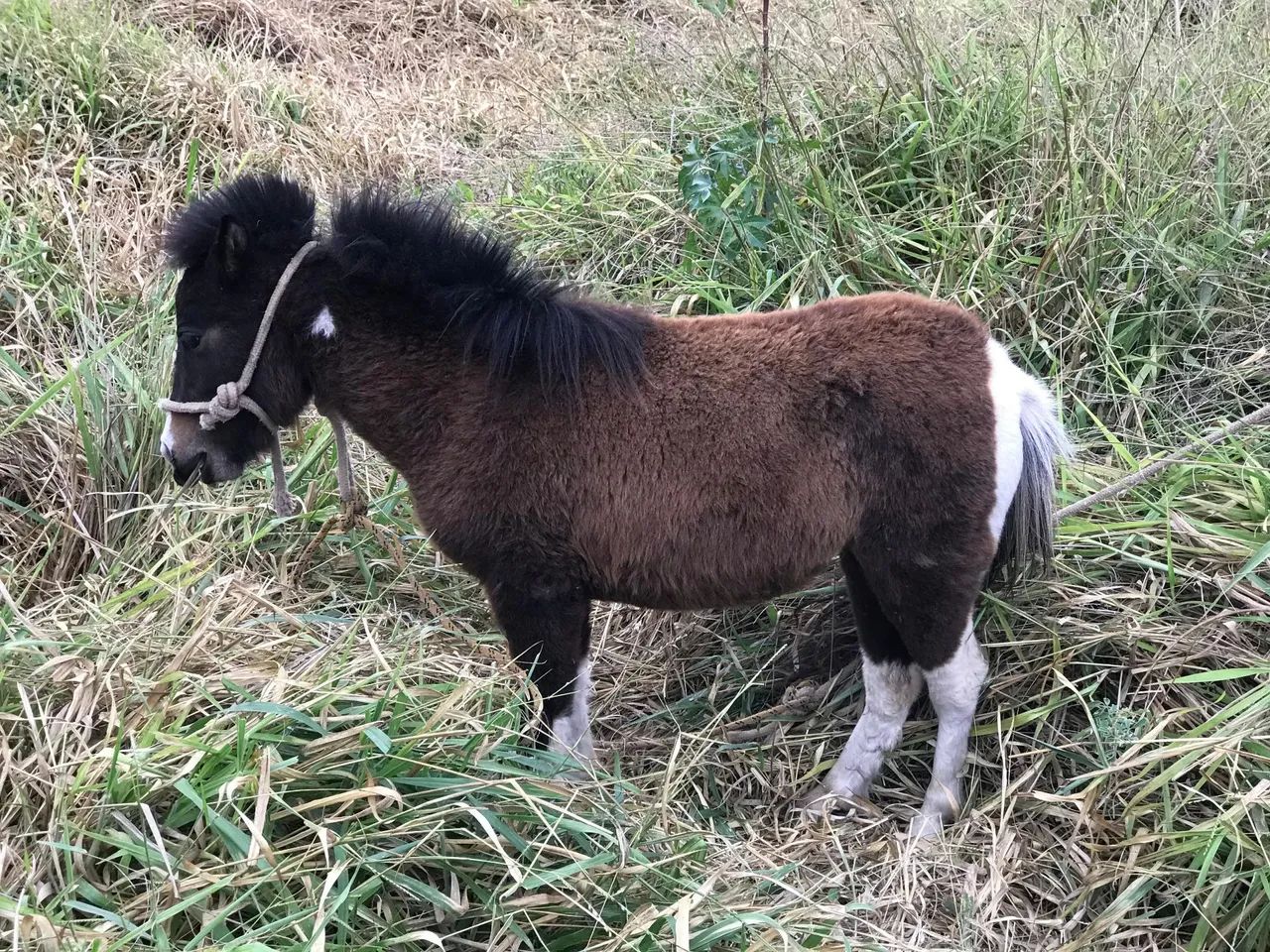 mini horse - Foto 2