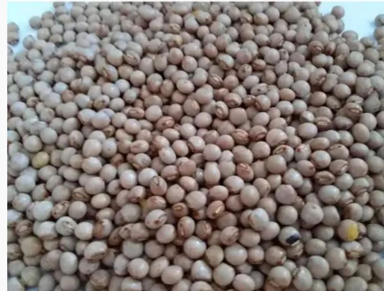 Sementes de feijão Guandú  - Foto 4