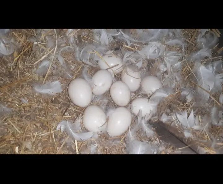 Patos Lindos e Saudáveis - Foto 2