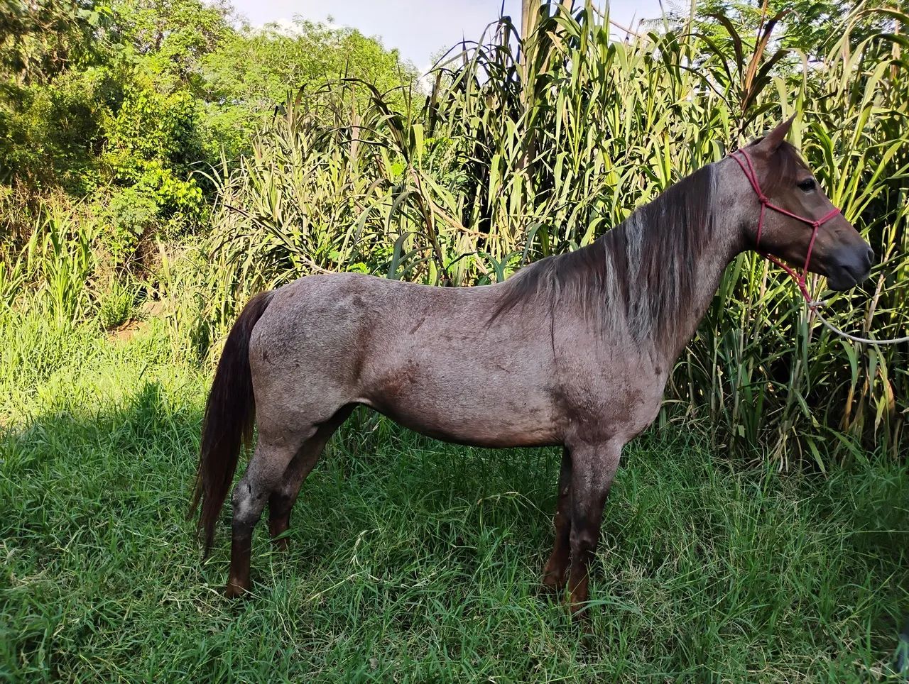 Égua a venda ou troca de charrete e sela 