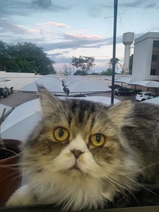 Gato Persa Adorável macho 