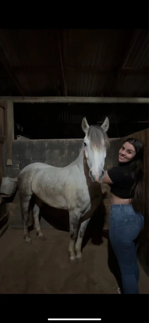 Cavalo crioulo tordilho a venda  - Foto 2