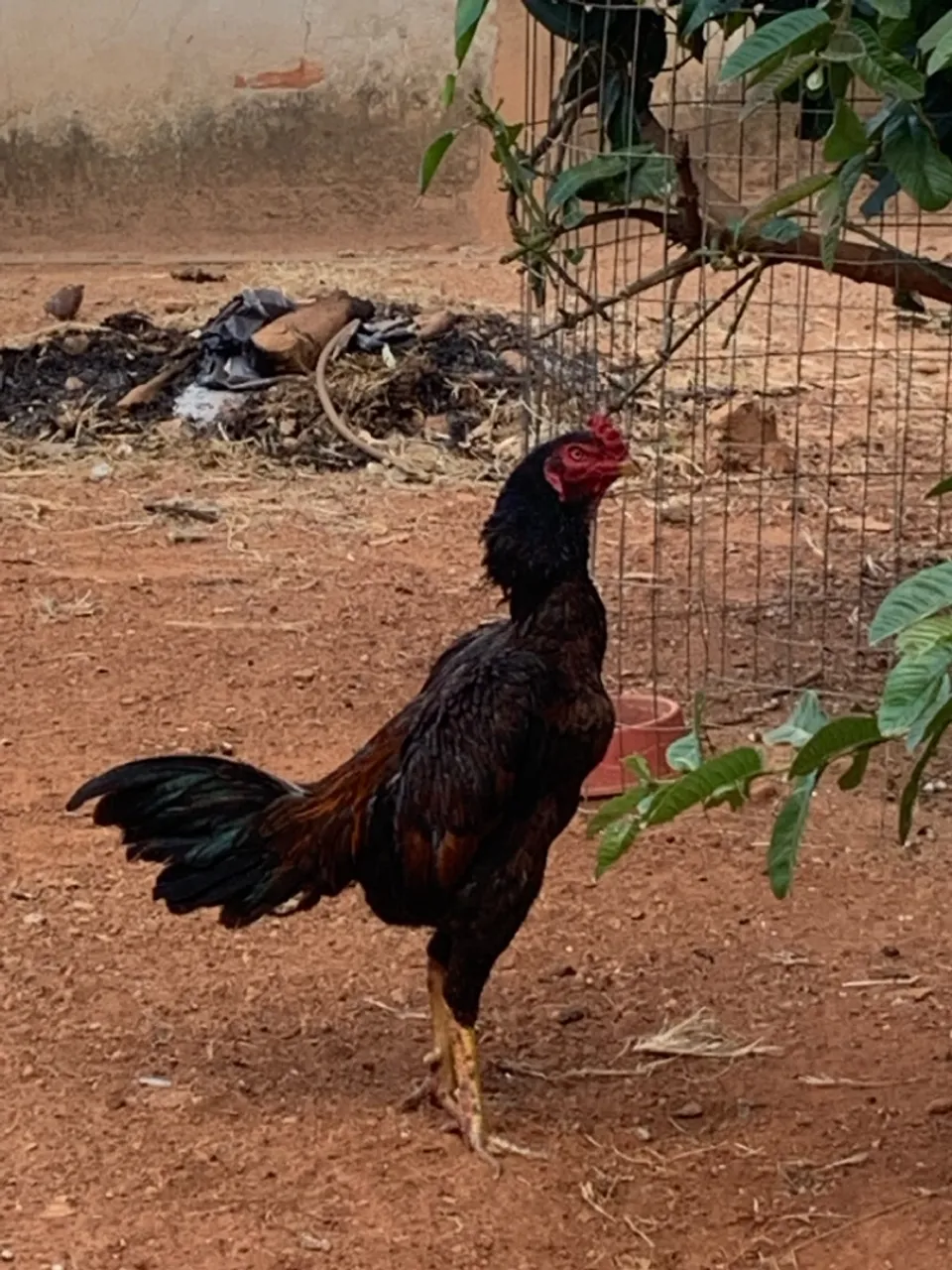 Galo mura