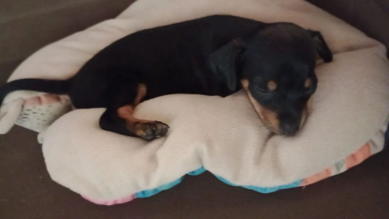 Filhote de Pinscher