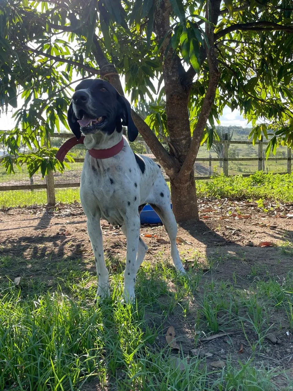 Filhote pointer inglês, vermifugados, vacinados, 8 meses