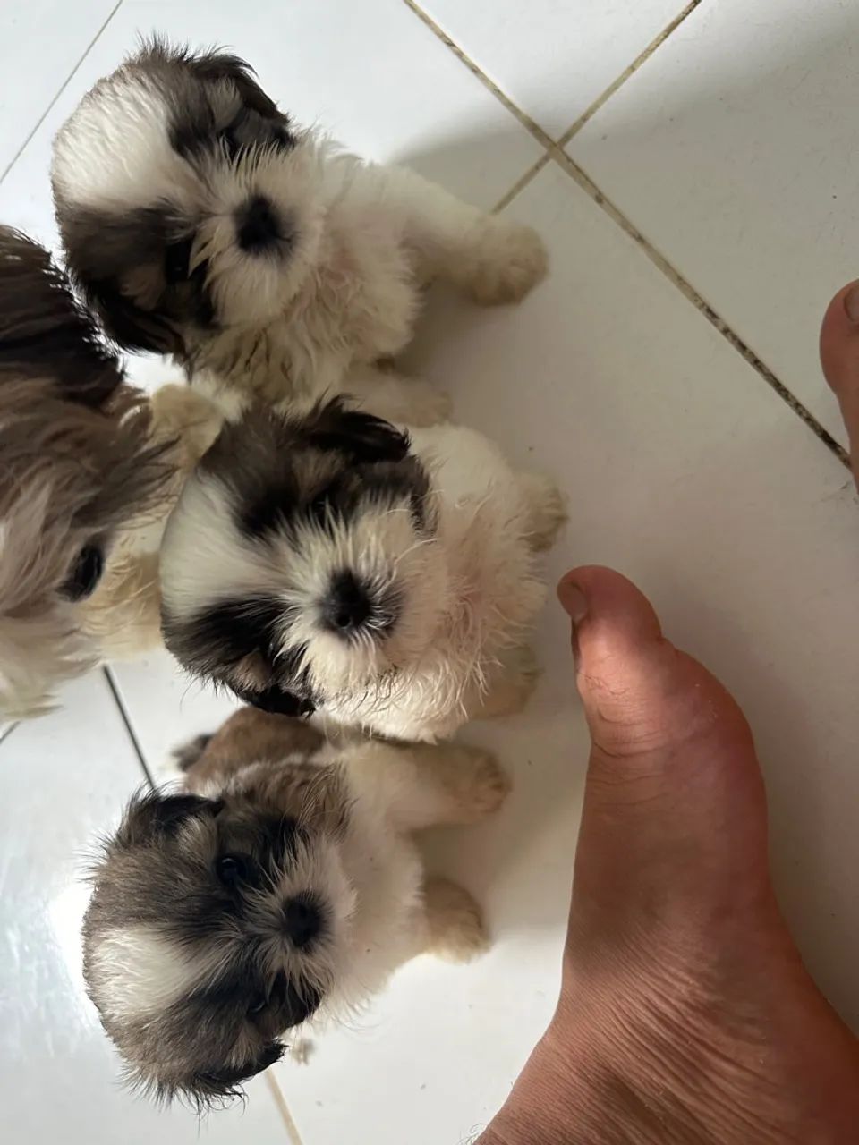 Filhotes de Shih Tzu à venda! - Foto 2