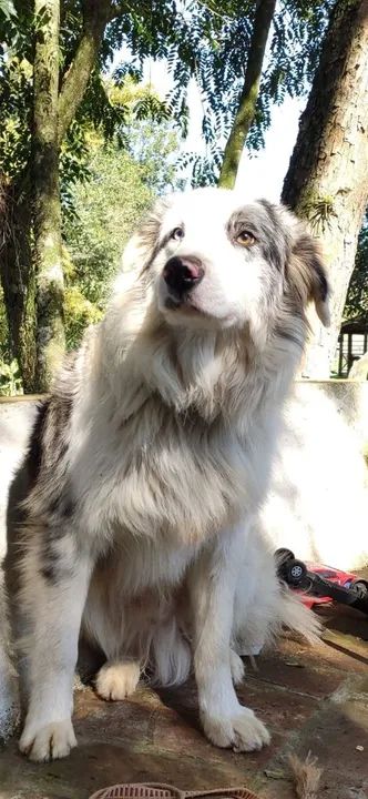 Filhotes de  Border Collie-3 fêmeas disponível  - Foto 4