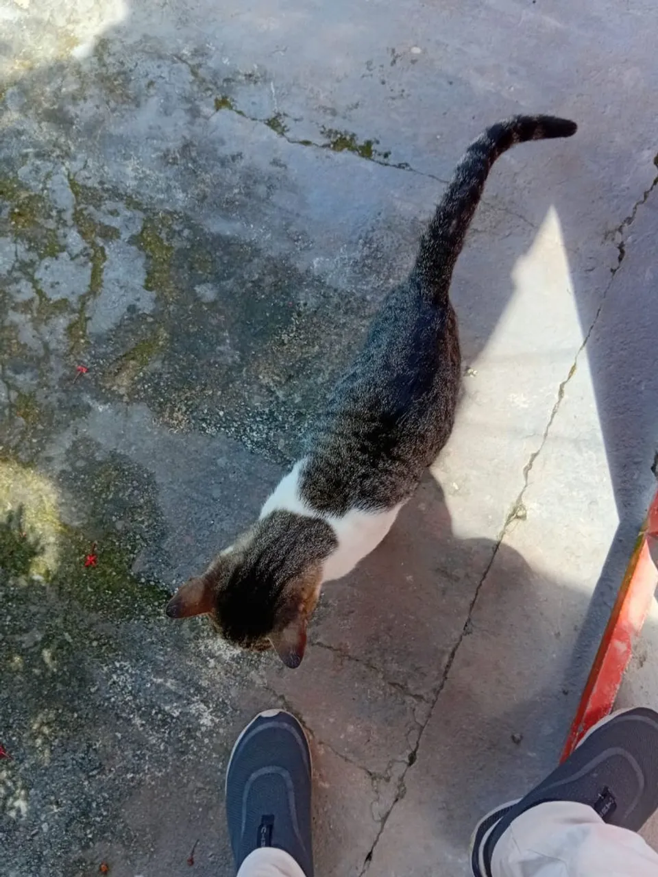 Gatinho necessitando de um lar