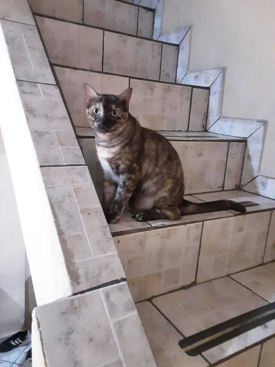Gato lindo disponível para adoção