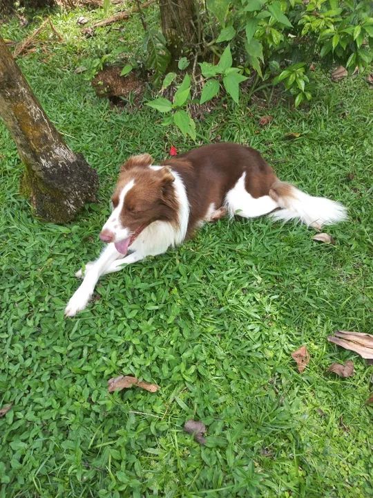 Filhotes de border collie  - Foto 5