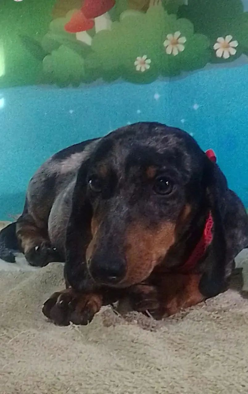 Dachshund fêmea merle