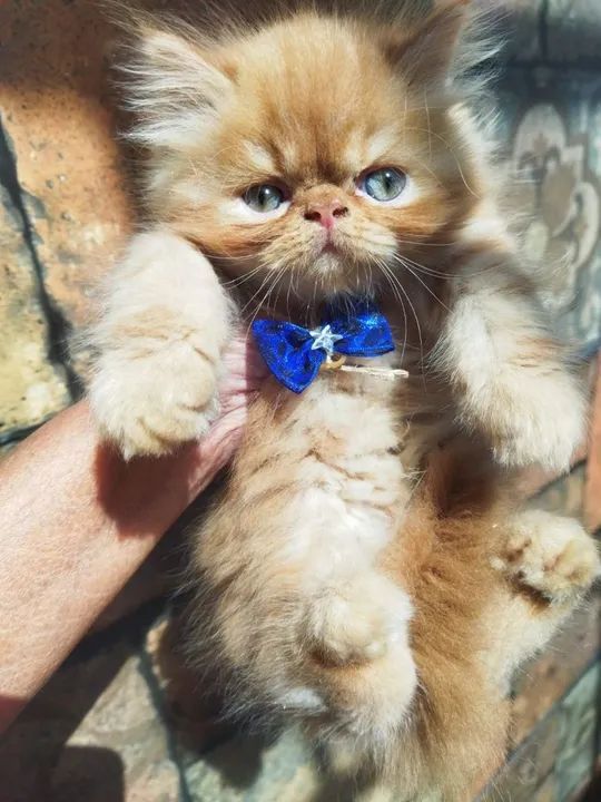 Gatinho Persa disponível com pedigree - Foto 2